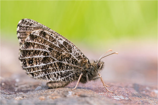 Gletscherfalter (Oeneis glacialis), Italien, Region Aostatal, 2300m