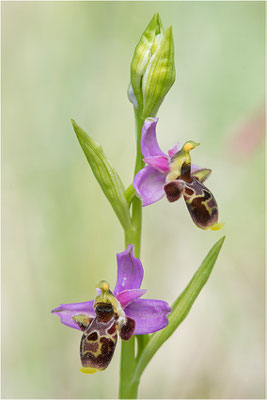 Ophrys scolopax, Plaines-des-Maures, Var