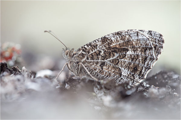 Rostbinde (Hipparchia semele), Schweden, Östergötland
