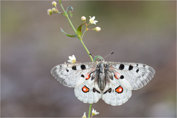 Roter Apollo (Parnassius apollo linnei f. wiskotti), Schweden, Gotland