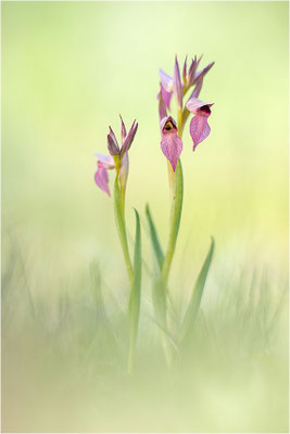 Einschwieliger Zungenstendel (Serapias lingua), Frankreich, Var