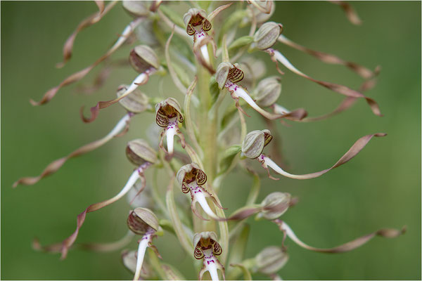 Bocks-Riemenzunge (Himantoglossum hircinum), Deutschland, Baden-Württemberg