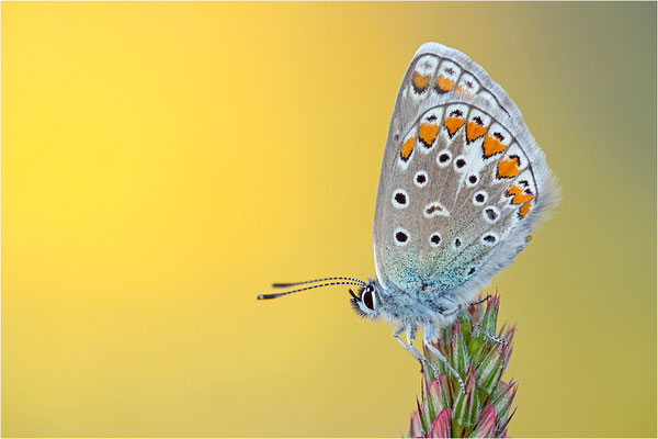 Gemeiner Bläuling (Polyommatus icarus), Deutschland, Baden-Württemberg