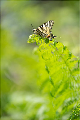 Segelfalter (Iphiclides podalirius), Frankreich, Ardèche