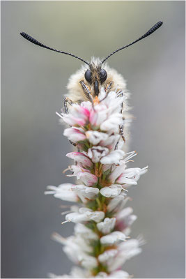 Hochalpen-Apollo (Parnassius sacerdos), Schweiz, Kanton Bern