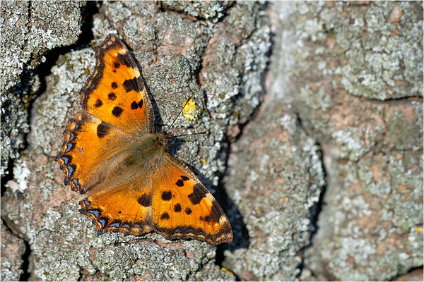 Großer Fuchs (Nymphalis polychloros), Deutschland, Baden-Württemberg