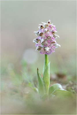 Milchweißes Knabenkraut (Neotinea lactea), Dep. Var, Frankreich