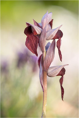 Herzförmiger Zungenstendel (Serapias cordigera), Korsika