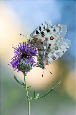 Roter Apollo (Parnassius apollo leovigildus), Frankreich, Dep. Alpes-de-Haute-Provence