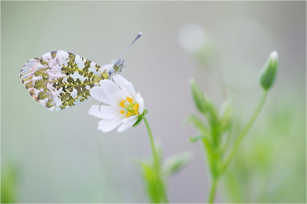 Aurorafalter (Anthocharis cardamines), Männchen, Deutschland, Baden-Württemberg