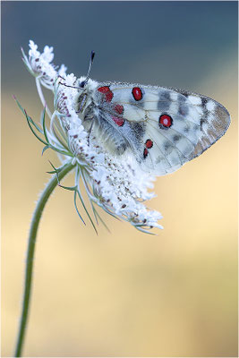 Roter Apollo (Parnassius apollo nivatus), Frankreich, Dep. Jura