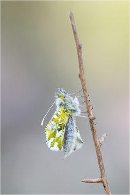 Aurorafalter (Anthocharis cardamines), Weibchen, Deutschland, Baden-Württemberg