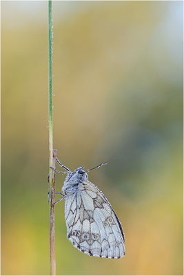 Schachbrettfalter (Melanargia galathea), Männchen, Deutschland, Baden-Württemberg