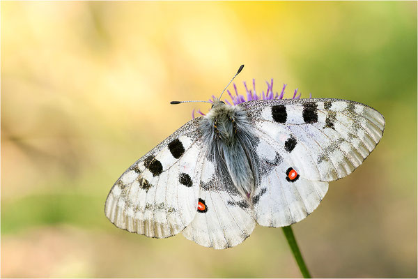 Roter Apollo (Parnassius apollo valesiacus), Schweiz, Kanton Wallis