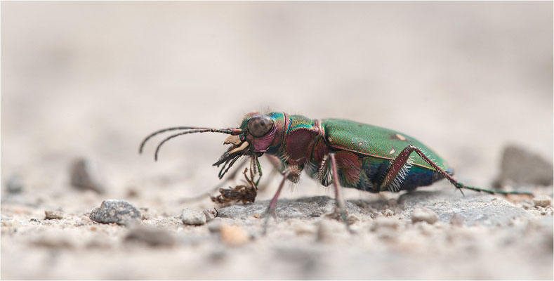 Feld-Sandlaufkäfer (Cicindela campestris), Deutschland, Baden-Württemberg