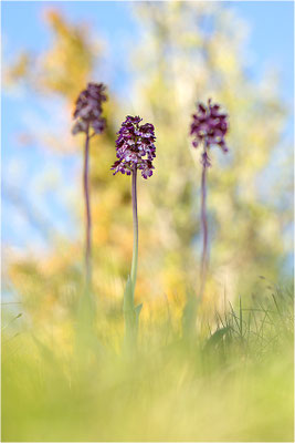 Purpur-Knabenkraut (Orchis purpurea), Frankreich, Drôme