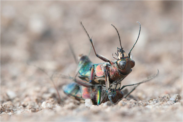 Dünen-Sandlaufkäfer (Cicindela transversalis pseudoriparia), Deutschland, Baden-Württemberg