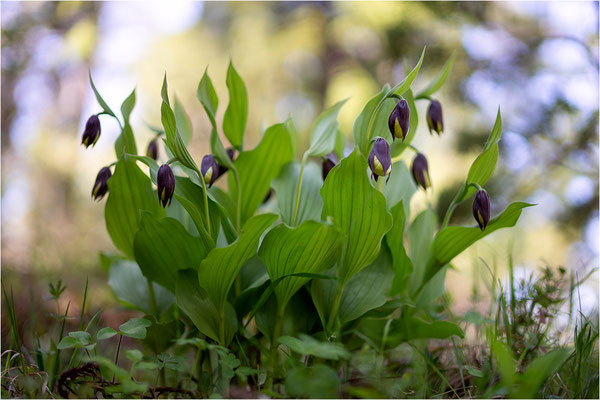 Gelber Frauenschuh (Cypripedium calceolus), Schweden, Gotland