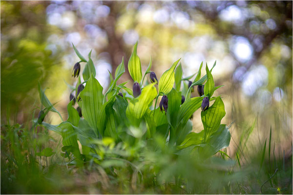 Gelber Frauenschuh (Cypripedium calceolus), Schweden, Gotland