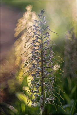 Bocks-Riemenzunge (Himantoglossum hircinum), Deutschland, Baden-Württemberg