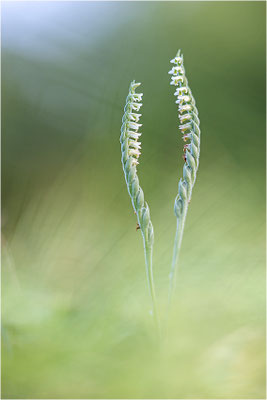 Herbst-Drehwurz (Spiranthes spiralis), Frankreich, Alsace