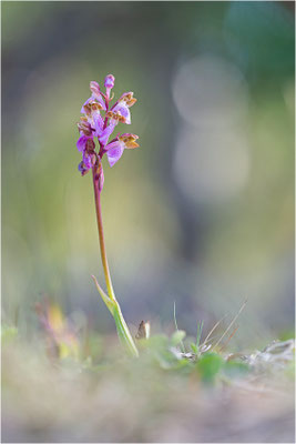 Spitzels Knabenkraut (Orchis spitzelii), Schweden, Gotland