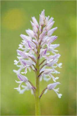 Helm-Knabenkraut (Orchis militaris), Deutschland, Baden-Württemberg, südlicher Oberrhein
