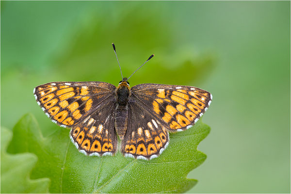 Schlüsselblumen-Würfelfalter (Hamearis lucina), Frankreich, Drôme