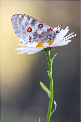 Roter Apollo (Parnassius apollo calmensis), Schweiz, Kanton Fribourg