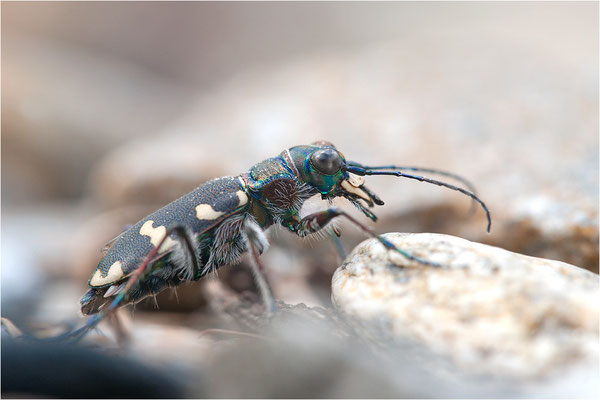 Dünen-Sandlaufkäfer (Cicindela transversalis transversalis), Schweiz, Kanton Wallis