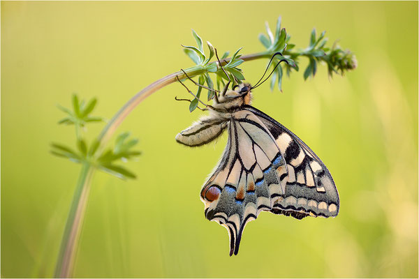 Schwalbenschwanz (Papilio machaon), Deutschland, Baden-Württemberg