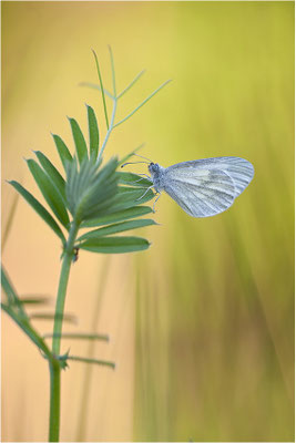 Tintenfleck-Weißling (Leptidea sinapis bzw. juvernica), Männchen, Deutschland, Baden-Württemberg