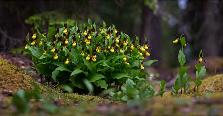 Gelber Frauenschuh (Cypripedium calceolus), Schweden, Jämtlands län