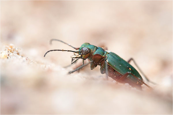 Feld-Sandlaufkäfer (Cicindela campestris), Schweden, Värmland