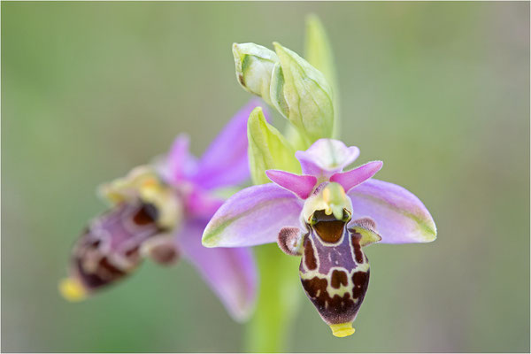 Ophrys scolopax, Plaines-des-Maures, Var