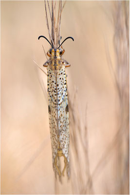 Libellenähnliche Ameisenjungfer (Palpares libelluloides), Frankreich, Ardèche