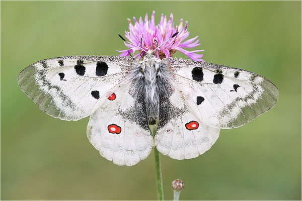 Roter Apollo (Parnassius apollo substitutus), Frankreich, Savoyen