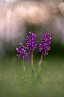 Kleine Hundswurz (Anacamptis morio morio), Dep. Aveyron, Frankreich