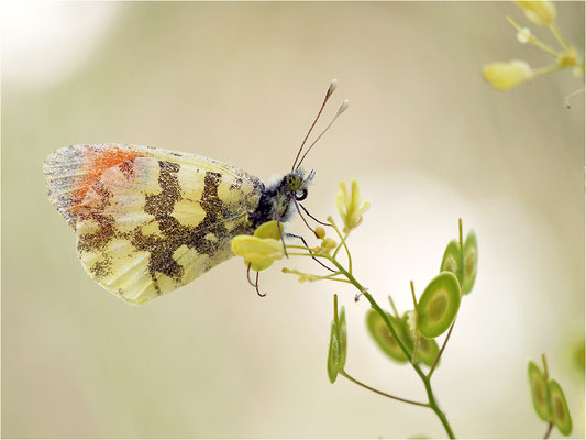 Gelber Aurorafalter (Anthocharis euphenoides), Männchen, Frankreich, Ardèche