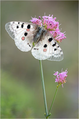 Roter Apollo (Parnassius apollo venaissimus), Frankreich, Dep. Vaucluse