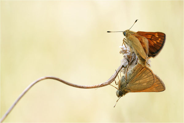 Rostfarbiger Dickkopffalter (Ochlodes sylvanus), Paarung, Deutschland, Brandenburg