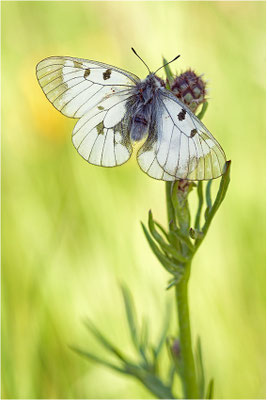 Schwarzer Apollo (Parnassius mnemosyne), Schweiz, Kanton Wallis