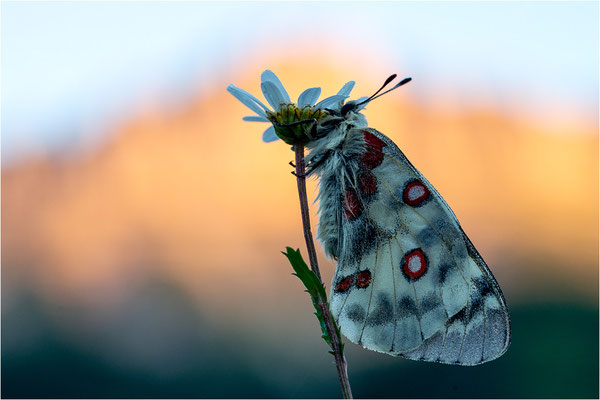 Roter Apollo (Parnassius apollo vercoricus), Frankreich, Dep. Isere