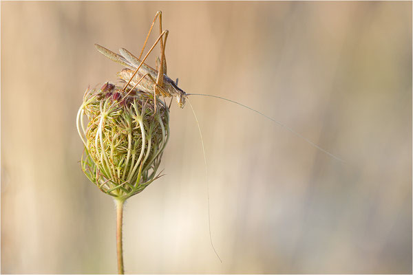 Lilienblatt-Sichelschrecke (Tylopsis lilifolia), Männchen, Frankreich, Drôme