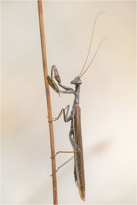 Graue Fangschrecke (Ameles decolor), Männchen, Frankreich, Drôme