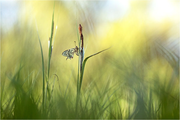 Schwalbenschwanz (Papilio machaon), Deutschland, Baden-Württemberg