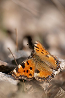 Großer Fuchs (Nymphalis polychloros), Deutschland, Baden-Württemberg