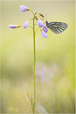 Grünader-Weißling (Pieris napi), Deutschland, Baden-Württemberg