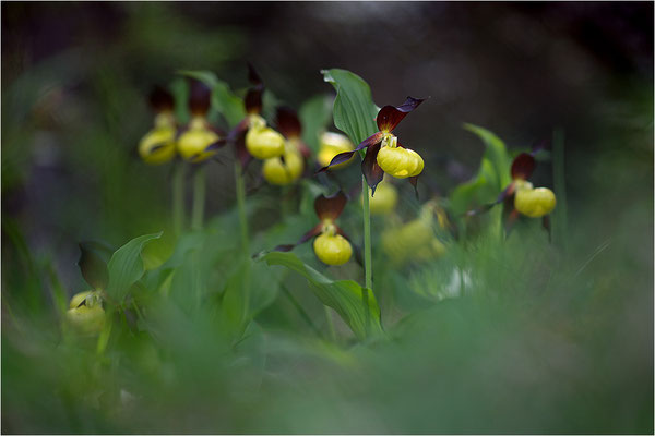 Gelber Frauenschuh (Cypripedium calceolus), Schweden, Gotland