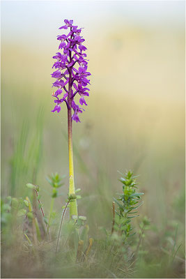 Manns-Knabenkraut (Orchis mascula), Schweden, Farö
